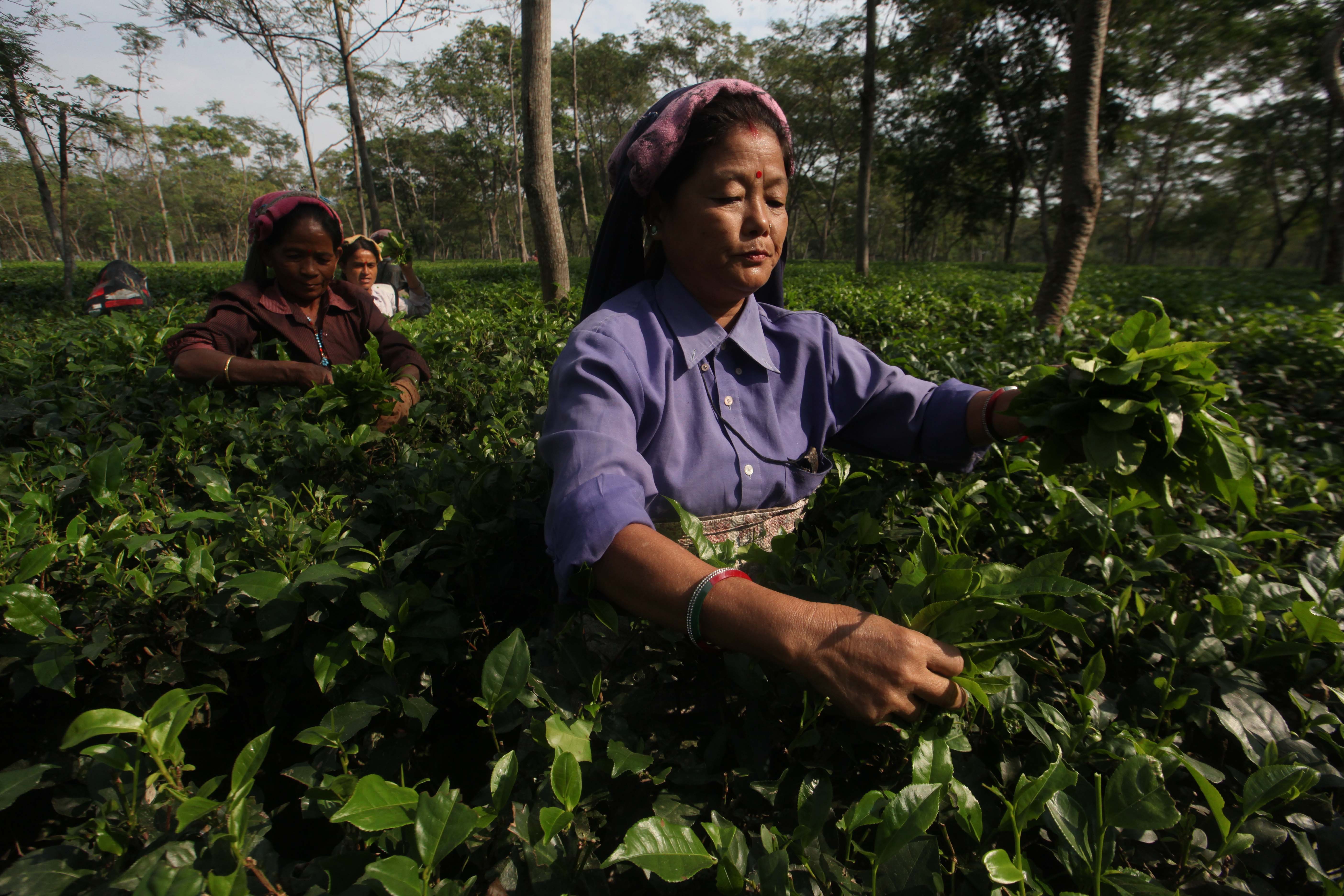 Tea garden workers at Bagrakote in North Bengal. Tea garden workers at Bagrakote in North Bengal.