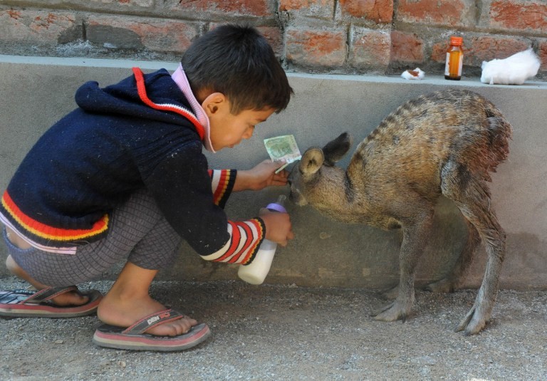 A Kashmiri boy feeds an injured young Hangul Deer in a suburb of Srinagar on October 24, 2012. Credit: Rouf Bhat/AFP A Kashmiri boy feeds an injured young Hangul Deer in a suburb of Srinagar on October 24, 2012. Credit: Rouf Bhat/AFP